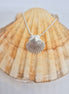 Scalloping Around